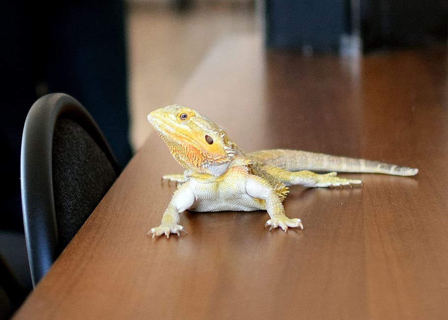 lizard, yellow, pets, one animal, reptile, vertebrate, animal wildlife HD wallpaper