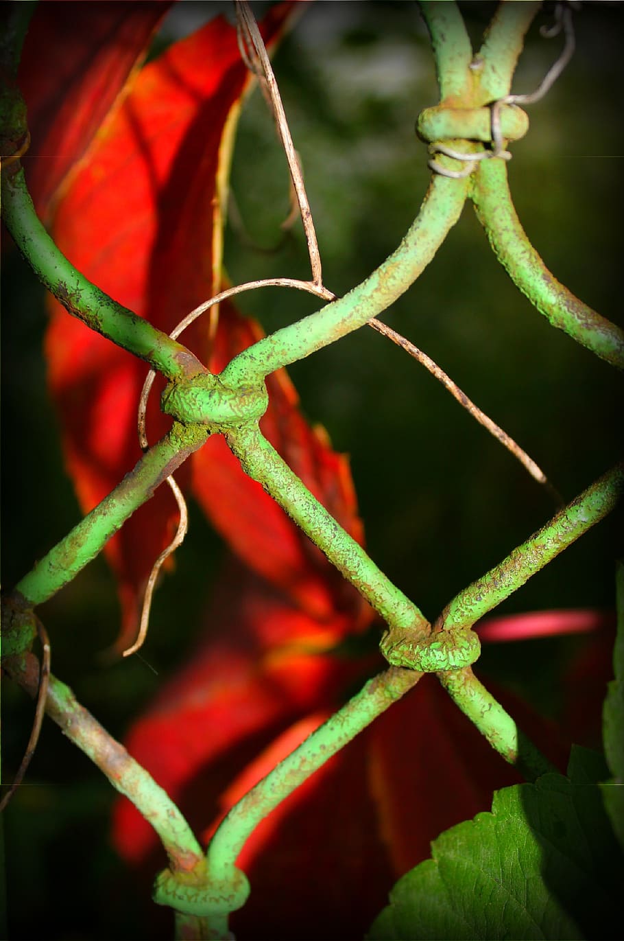 fence, old, red, green, autumn, close-up, no people, green color HD wallpaper
