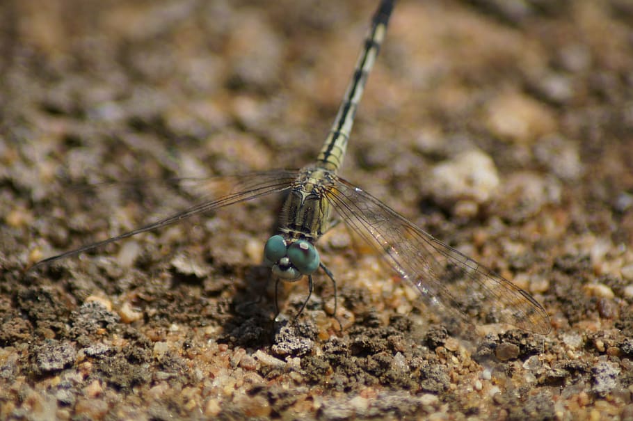 dragonfly, bug, bugs, dragonflies, golden, animal, wild life HD wallpaper