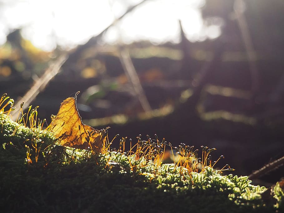 sun, moss, forest, nature, green, light, tree, sunbeam, autumn HD wallpaper