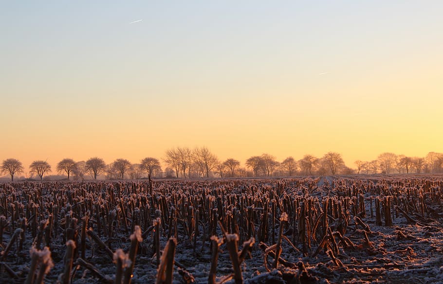 landscape photo of field and trees, sunrise, winter, morgenstimmung HD wallpaper