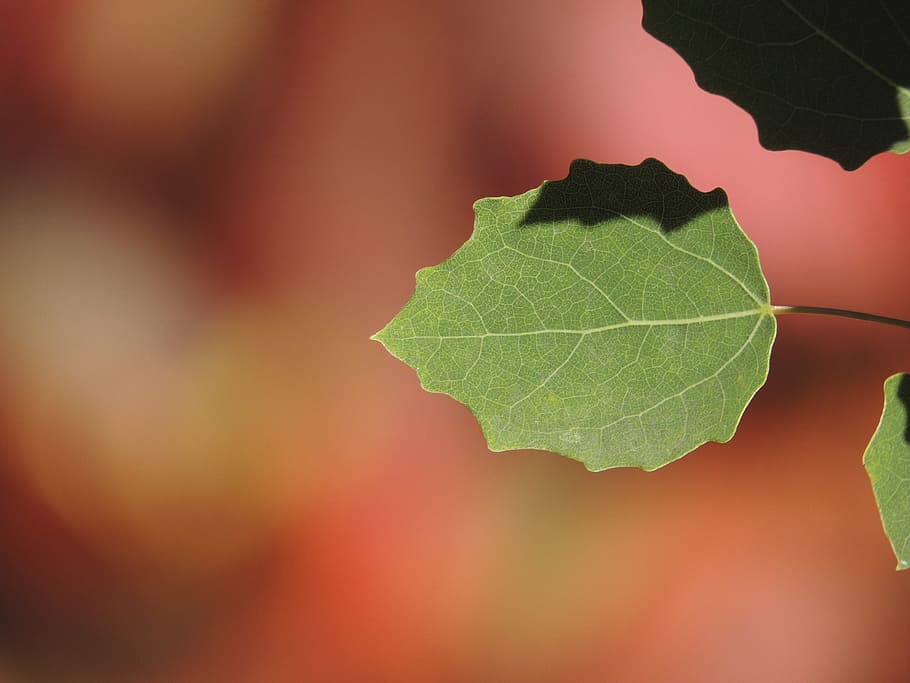 poplar, leaf, autumn, fall foliage, green, plant, plant part HD wallpaper