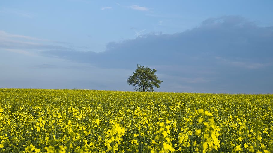 yellow flower field photography during daytime, tree, oilseed rape HD wallpaper