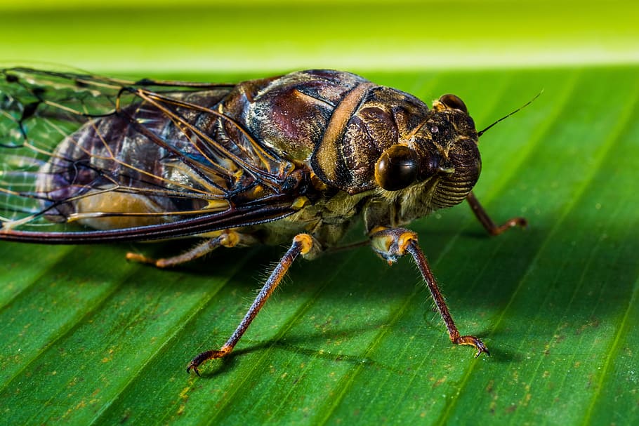 Insect, Whopper, Close, new insect, one animal, green color HD wallpaper