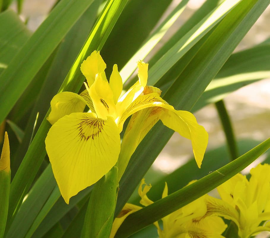 yellow, iris, flower, nature, bright, color, leaf, plant, flowering plant HD wallpaper