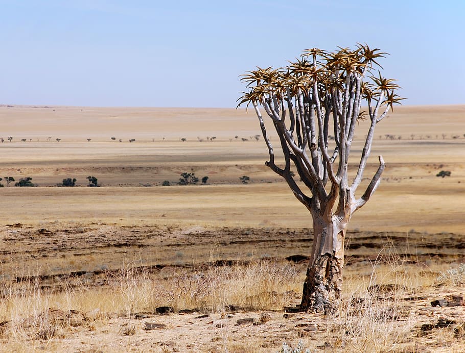 desert, landscape, tree, namibia, africa, the skyline, plant HD wallpaper