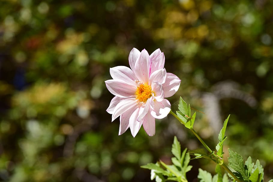 flower, blur, bokeh background, white, pink, yellow, single flower HD wallpaper