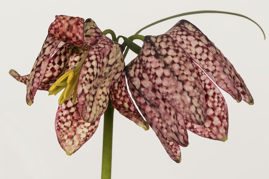 Fritillaria Meleagris, Garden Flowers, chequered, kiebitzei, lily family, HD wallpaper