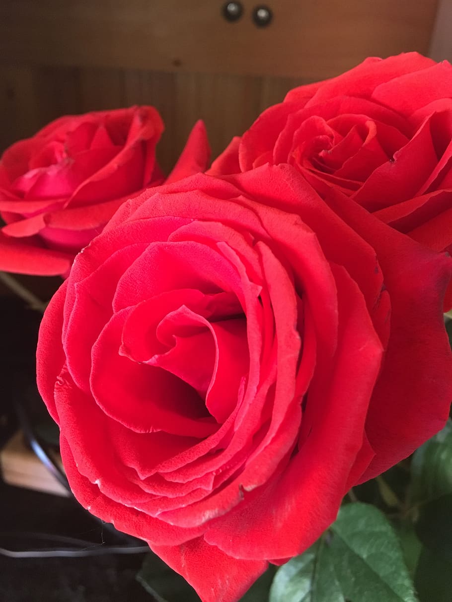 red, roses, flowers, flora, flowering plant, beauty in nature HD wallpaper