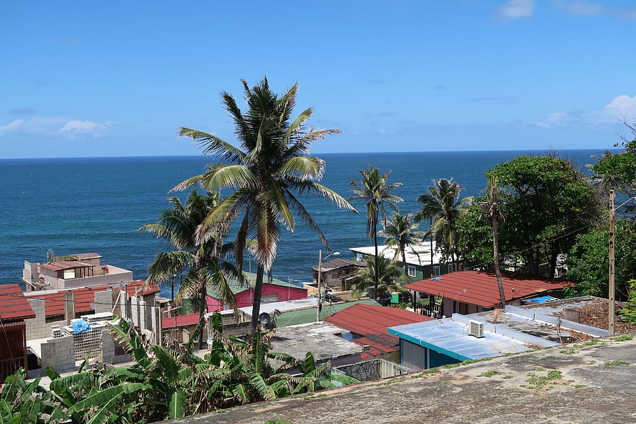 puerto rico, san juan, ocean, sea, palm tree, tropical climate, HD wallpaper
