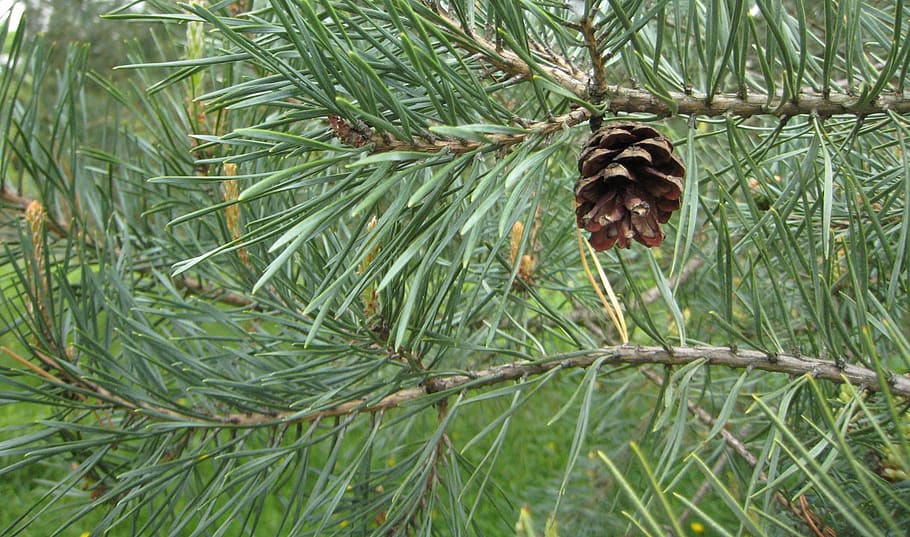 pine, tree, seed, cone, leaves, coniferous, plant, green color HD wallpaper