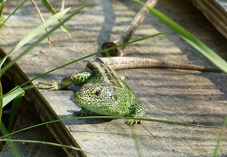 lizard, reptile, green, animal themes, animal wildlife, animals in the wild HD wallpaper