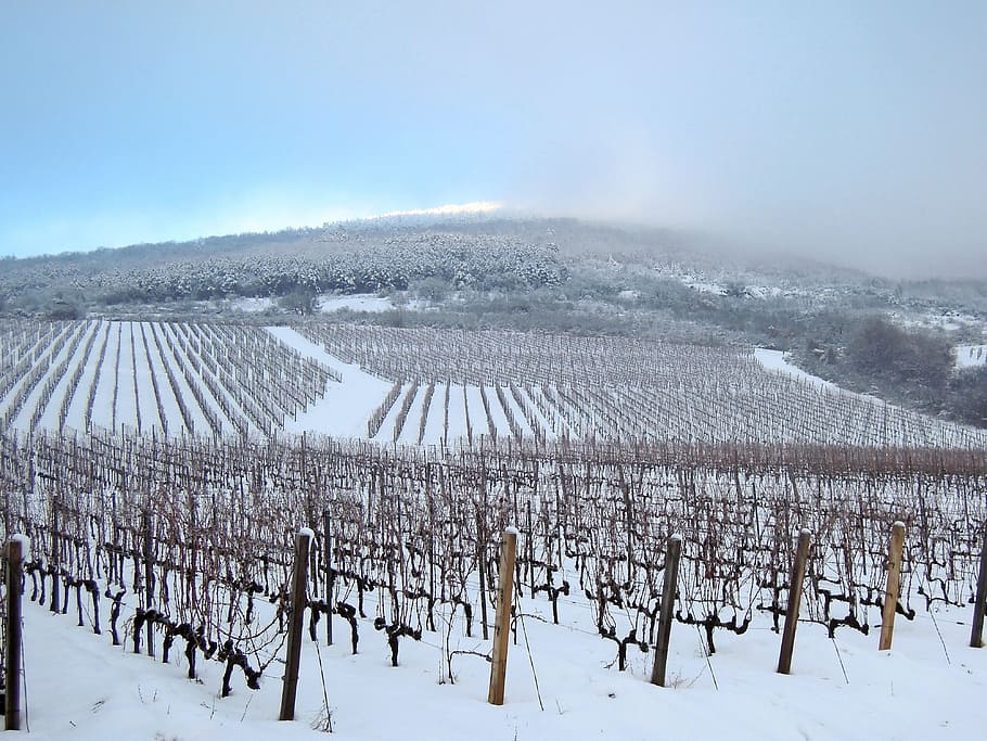 vineyard, grape, winter, cold, mountain, snow, cold temperature HD wallpaper