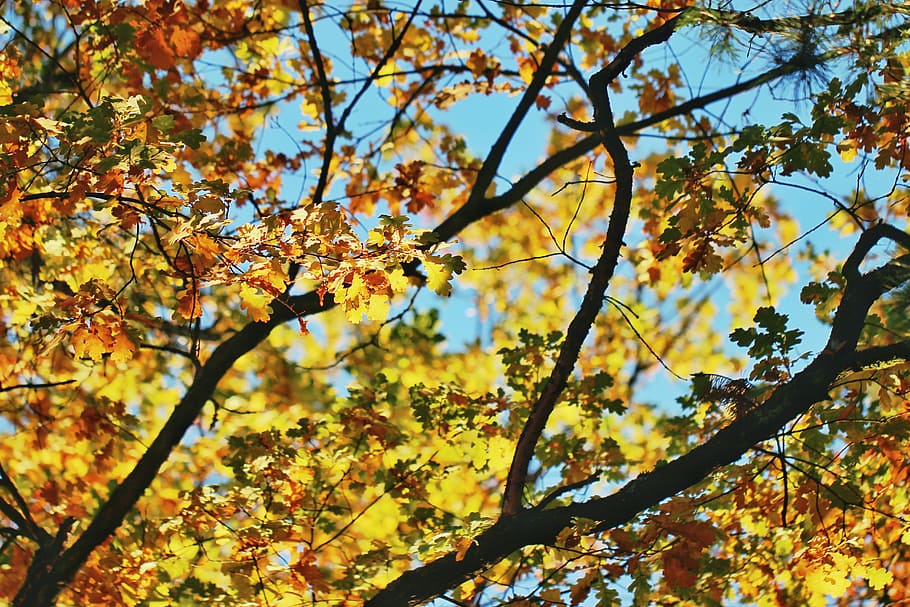 shallow focus photography of green leafed tree, low-angle photo of tree HD wallpaper