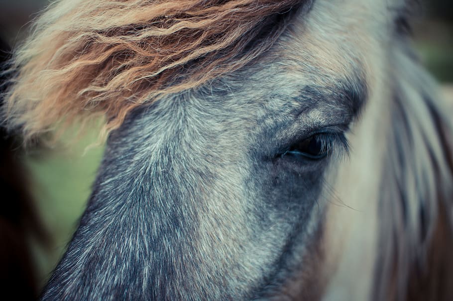 grey, white, and brown horse, animal, mammal, animal Head, pets HD wallpaper