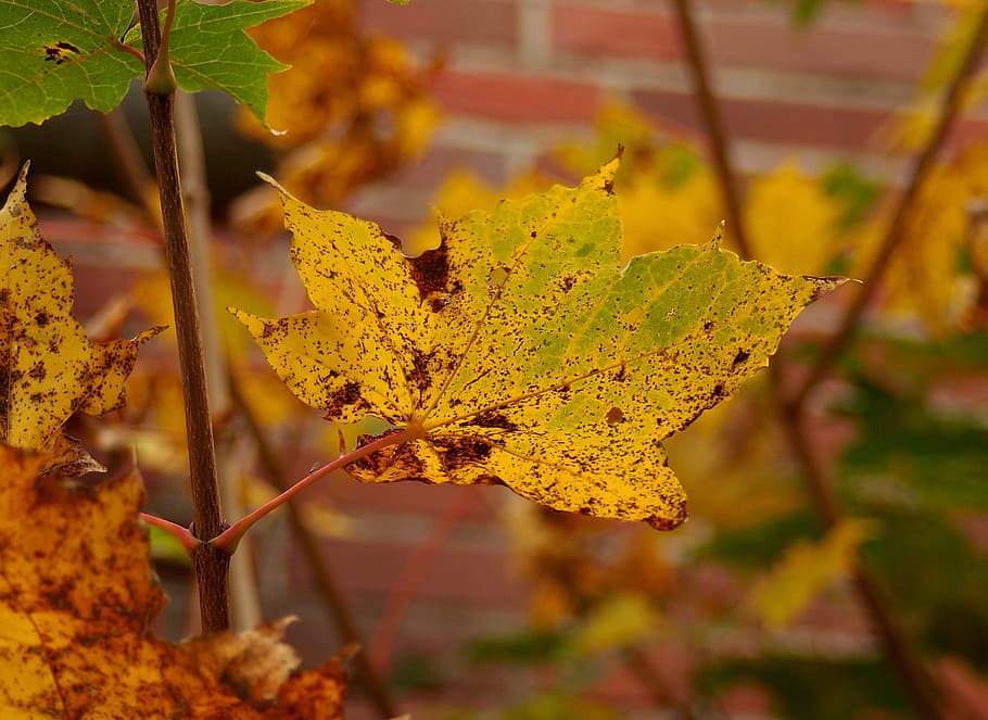 leaf, autumn, nature, plant, orange, intense color, brick walls HD wallpaper