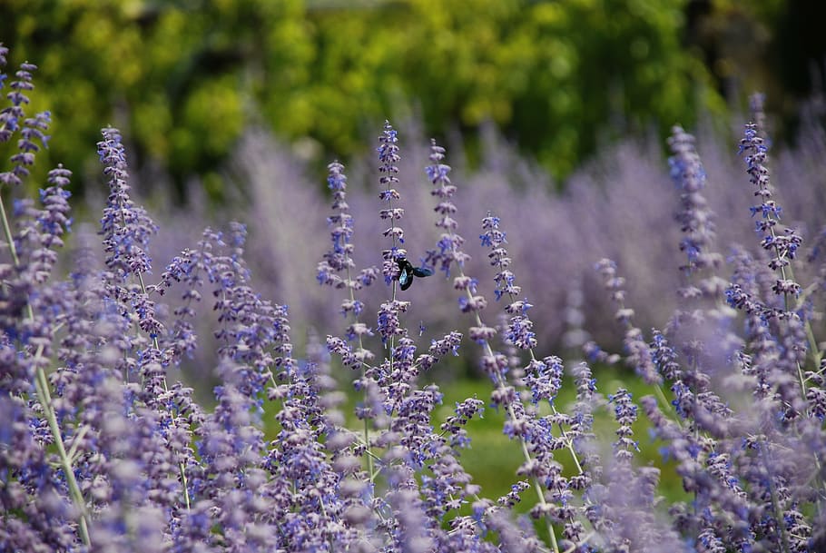 lavender, garden, insect, flower, flowering plant, beauty in nature HD wallpaper