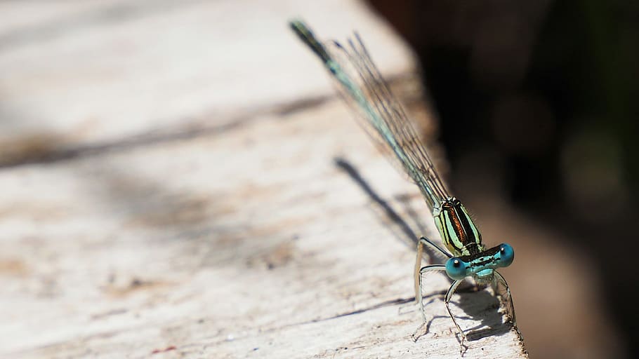 Nature, Insects, Dragonfly, Macro, animal, close-up, wildlife HD wallpaper