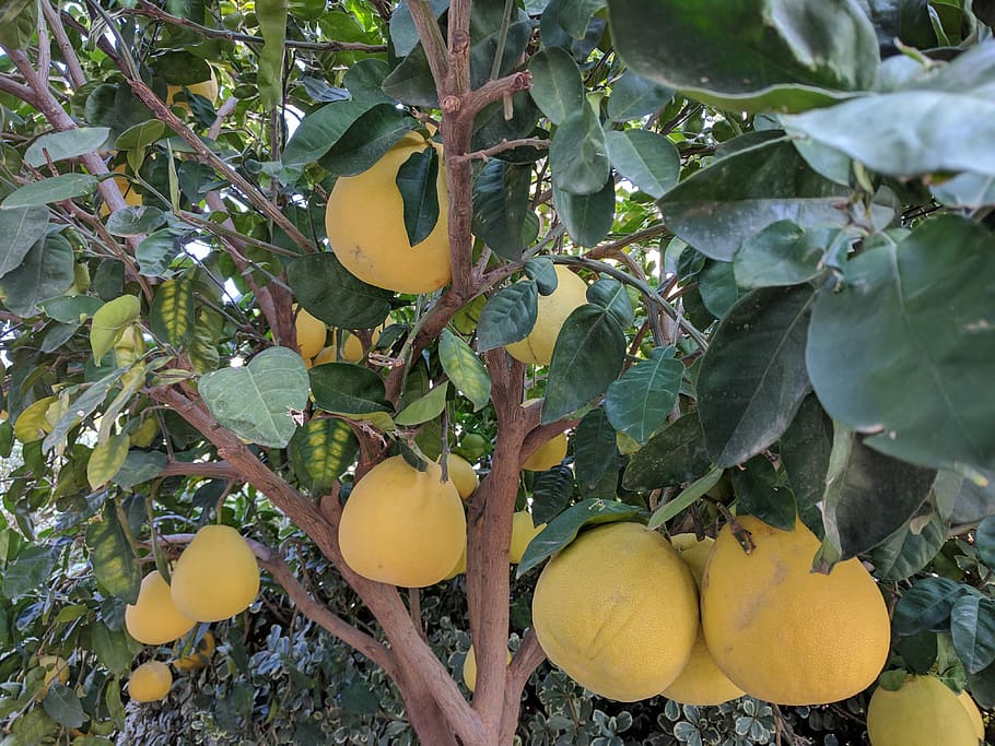 grapefruits, tree, plants, nature, yellow, healthy eating, leaf HD wallpaper