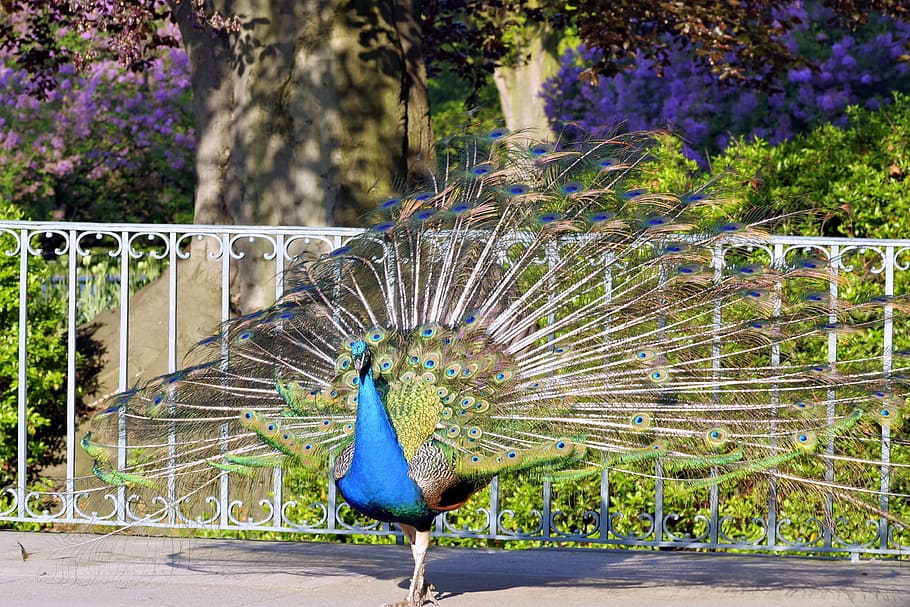 Peacock, Tail, Eye, Pen, Color, park, dashing, gorgeous, sideways HD wallpaper