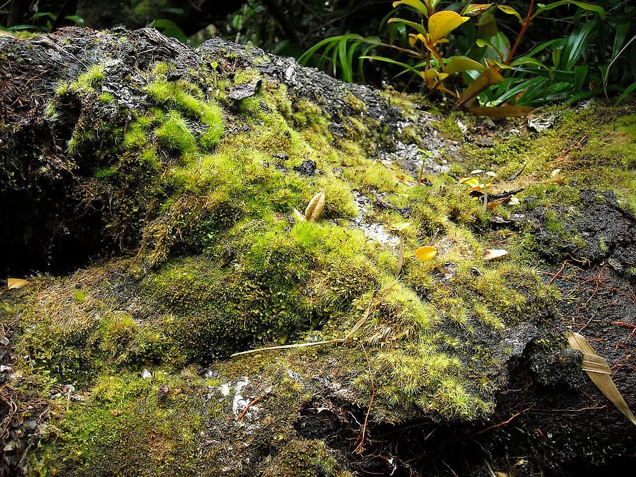 nature, green, flora, soil, plant, growth, moss, day, tranquility HD wallpaper