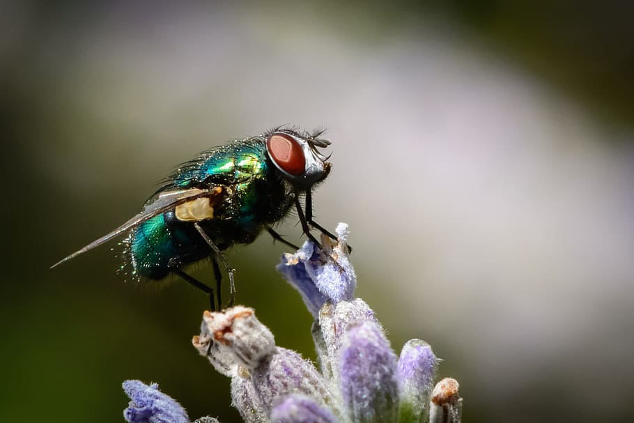 insect, fly, bug, nature, pest, wing, wildlife, macro, green HD wallpaper