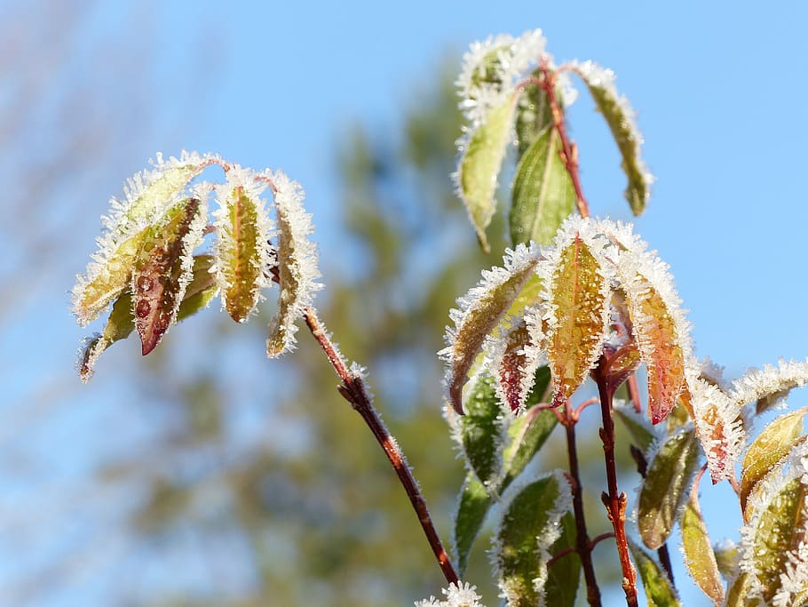 Leaf, Frost, Crystals, Colors, sky, winter, nature, plant, growth, HD wallpaper