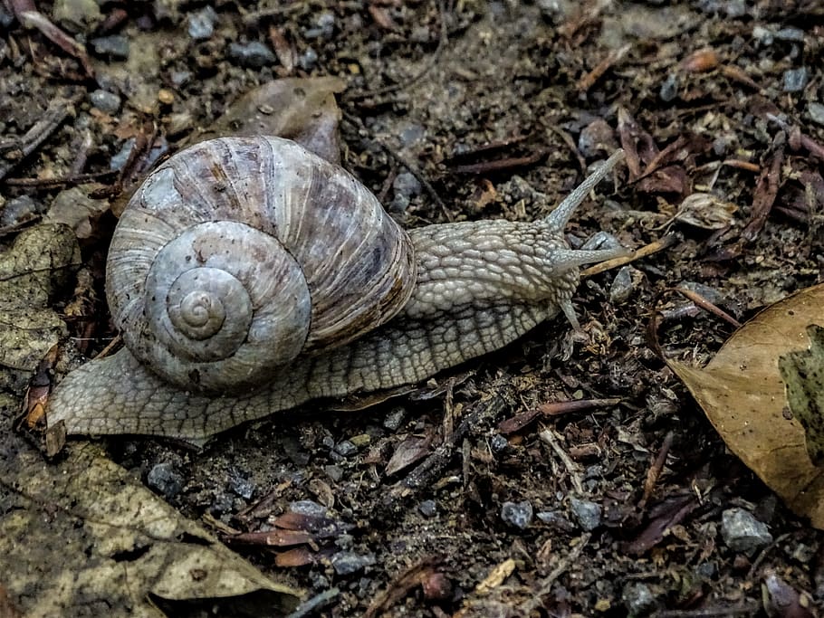 snail, nature, forest path, animal wildlife, animal themes HD wallpaper