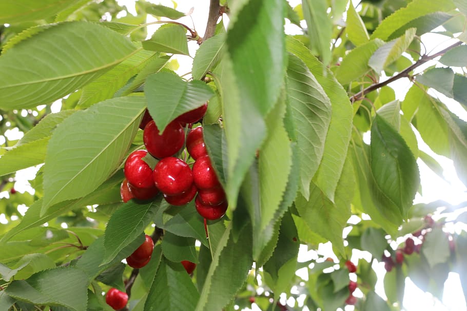 cherry, green, leaf, plant part, food and drink, red, fruit HD wallpaper