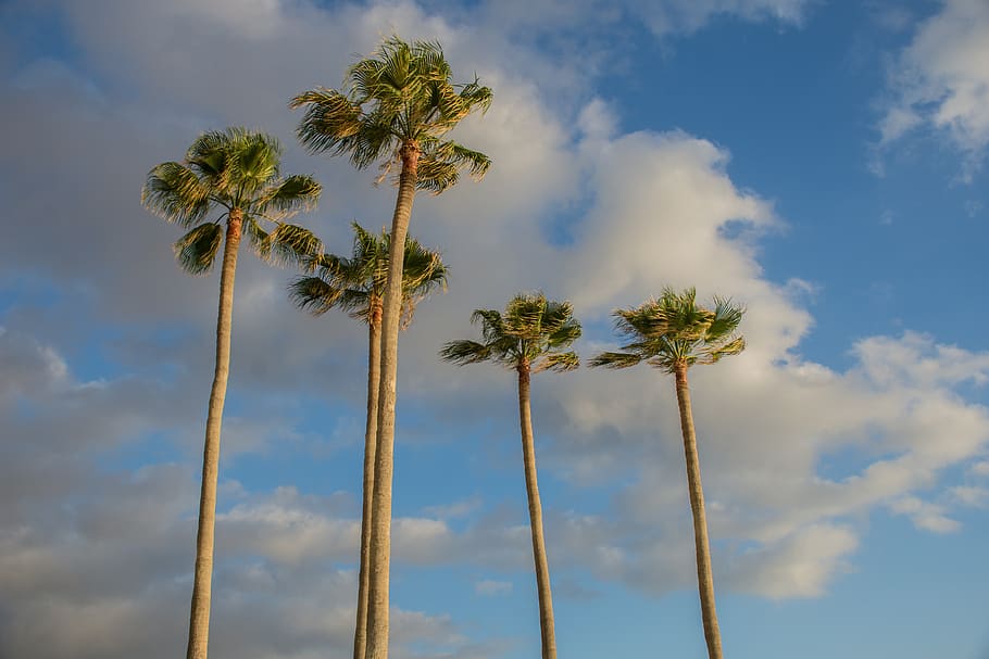 palms, beach, sun, landscape, sky, clouds, natural landscape HD wallpaper