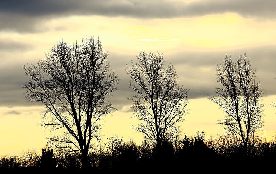 Trees, Kahl, Clouds, sky, grey, autumn, landscape, covered sky HD wallpaper