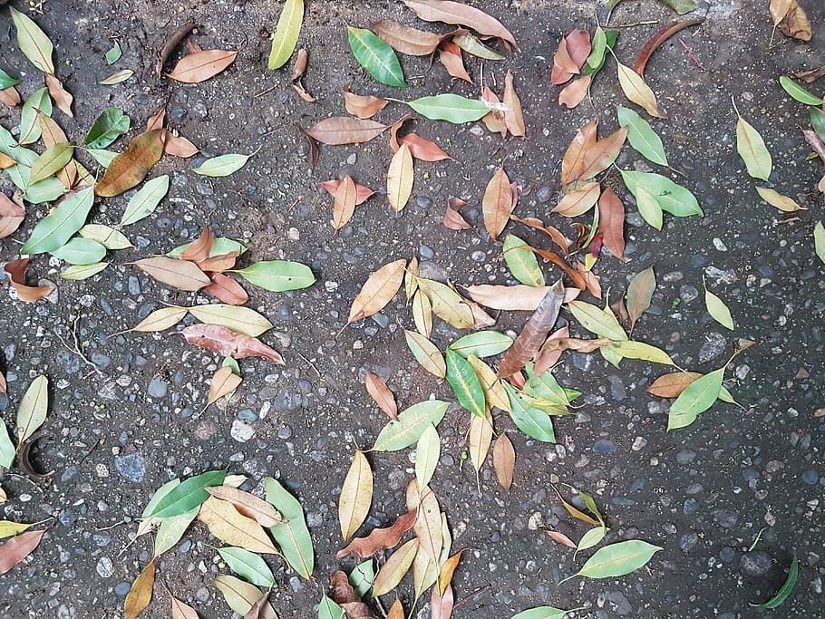 floor, leaves, colors, texture, soledad, autumn, colorful, dry leaf HD wallpaper