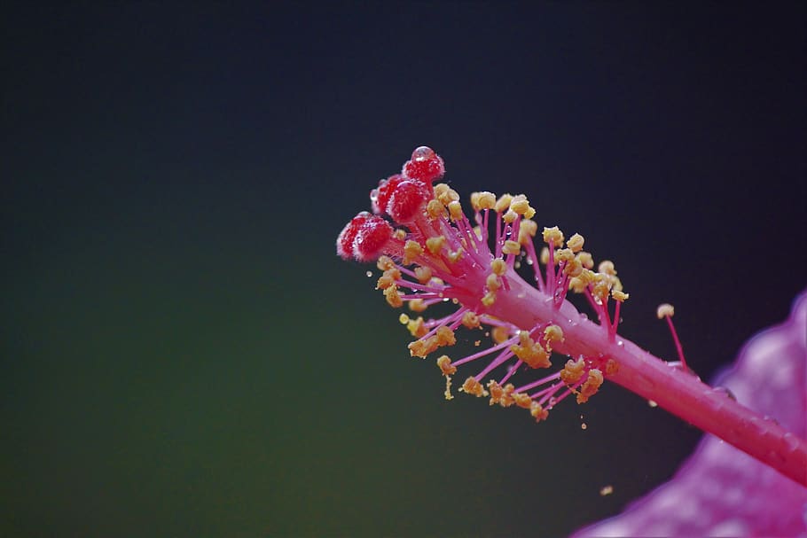flower, blossom, nature, flowering plant, pink color, beauty in nature HD wallpaper