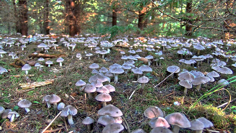 mushroom, abundance, forest, plant, land, growth, beauty in nature HD wallpaper