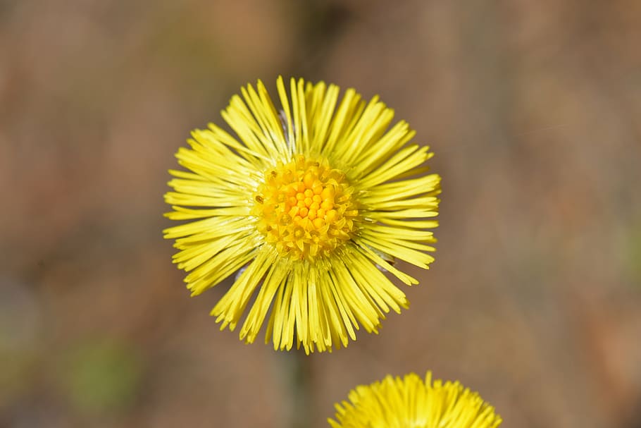 tussilago farfara, yellow, plant, spring, close, pointed flower HD wallpaper