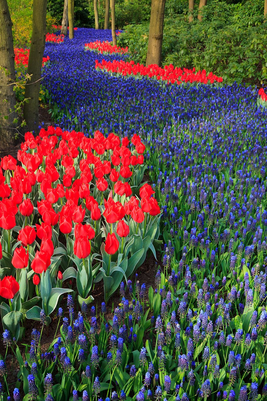 tulip, beautiful, bloom, blooming, blue, dutch, field, flower HD wallpaper