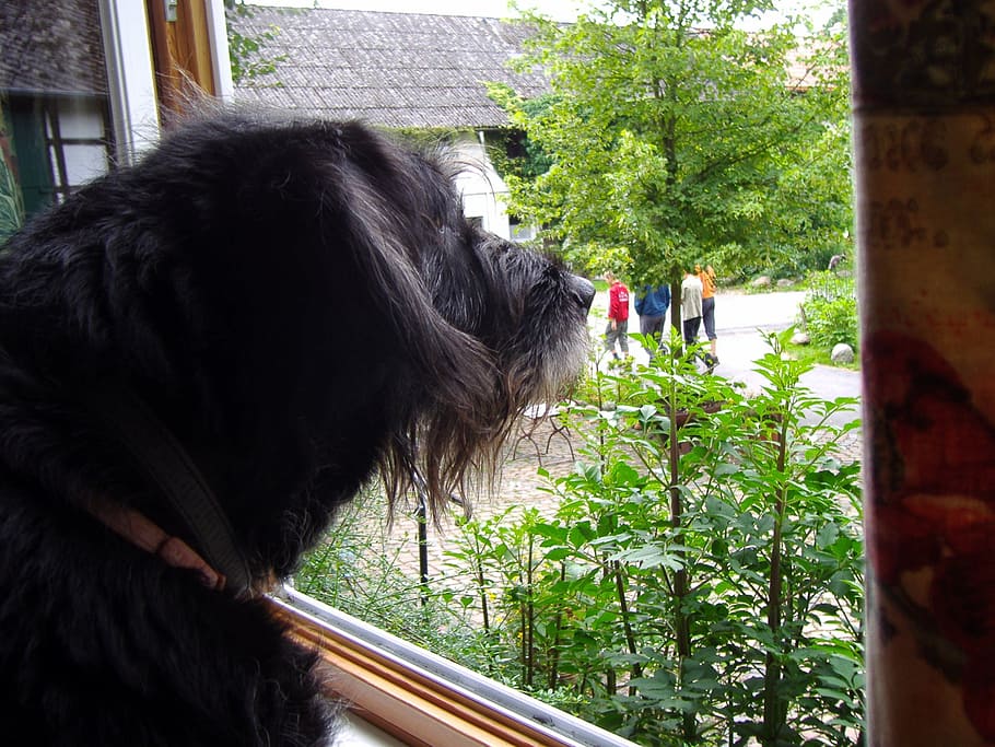 dog, window views, outlook, mammal, animal themes, one animal HD wallpaper