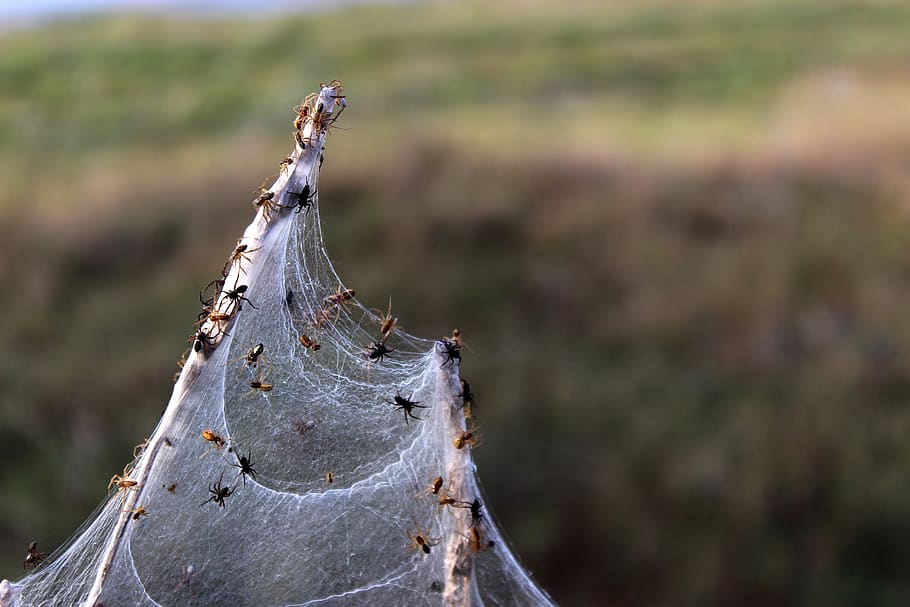 spider, spiders, macro, spider meadow, cobweb, insect, network HD wallpaper