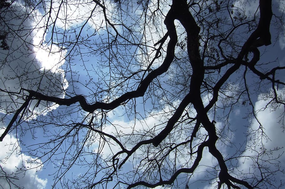 Sky, Trees, Clouds, nature, branch, winter, season, outdoors HD wallpaper