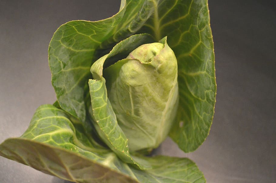 pointed cabbage, kohl, vegetables, food, eat, healthy, vitamins HD wallpaper