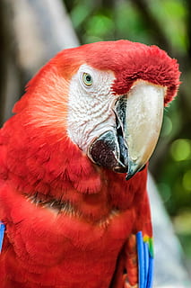 parrot, ave, macaw, guara, perico, beautiful, nature, animal HD wallpaper