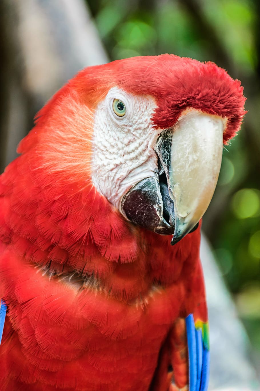 parrot, ave, macaw, guara, perico, beautiful, nature, animal HD wallpaper