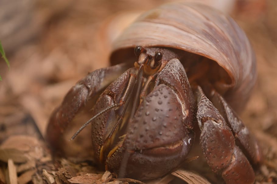hermit crab, pet, shell, small, nature, wildlife, crustacean HD wallpaper