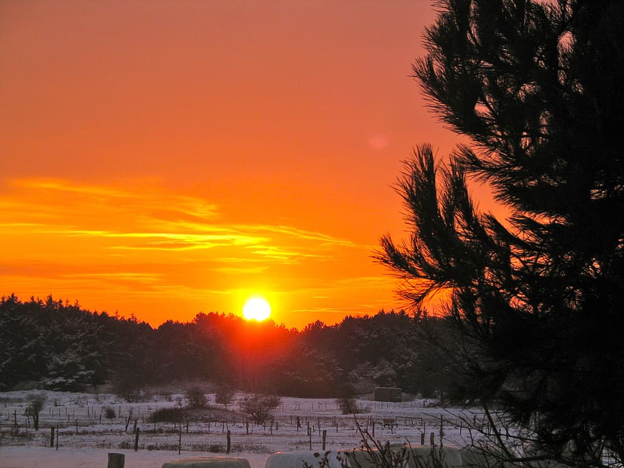 sunset, evening sky, nature, tree, orange color, beauty in nature HD wallpaper