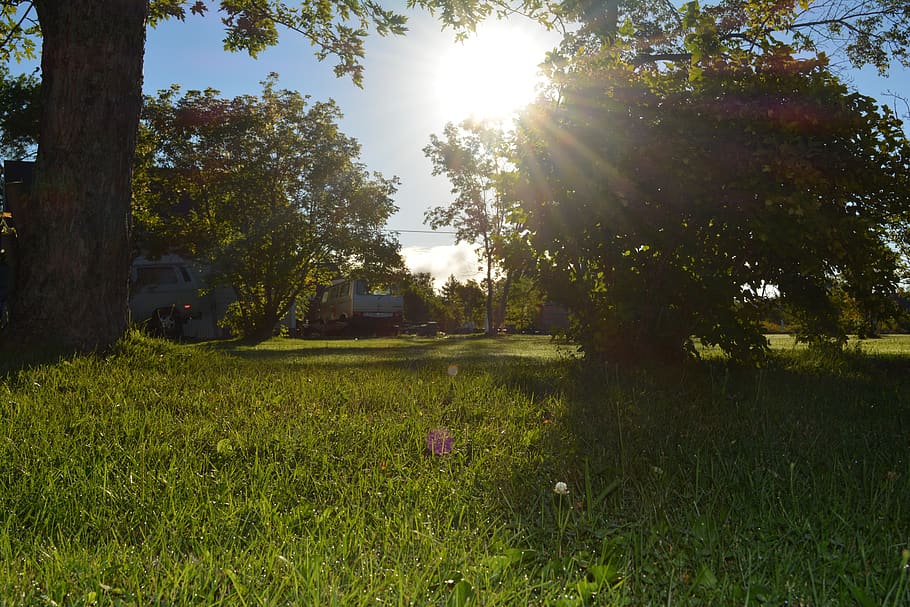 sun, nature, summer, tree, turf, plant, sunlight, grass, sky HD wallpaper