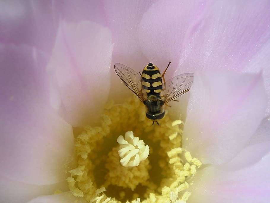 Cactus, Flower, Bee, Pollen, Macro, insects, summer, one animal HD wallpaper