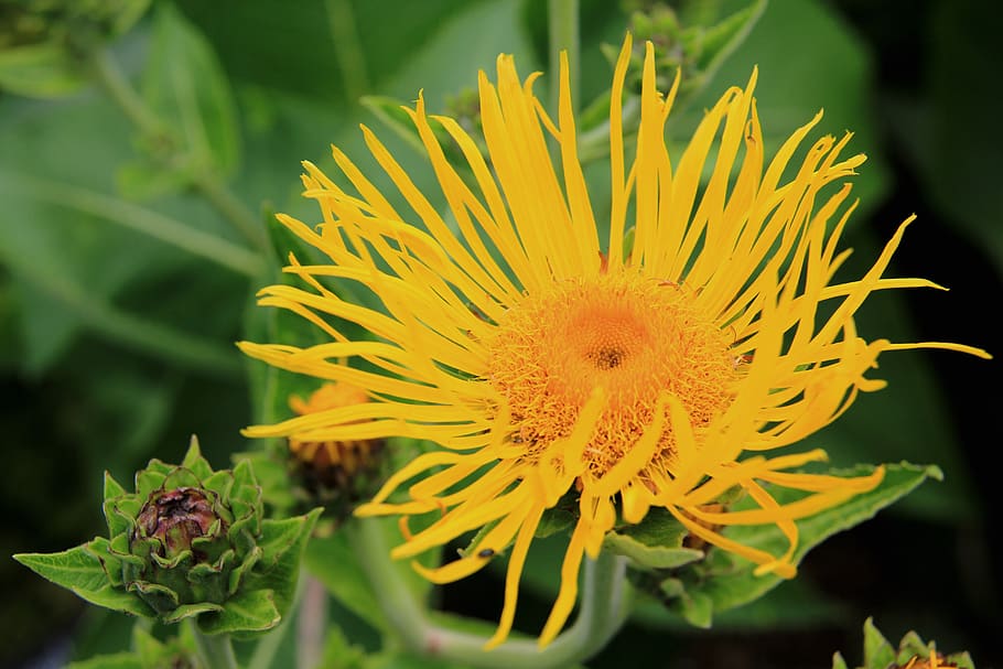 flower, yellow, garden, flowering plant, fragility, vulnerability HD wallpaper