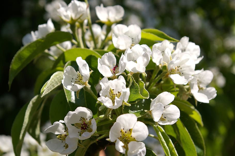 spring, petals, tree, flowers, pear tree, white flowers, bud HD wallpaper