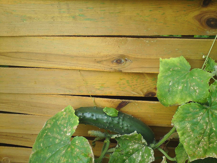 Tree Frog, Cucumber, Fence, garden fence, green color, leaf HD wallpaper