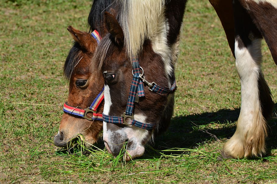 horses, coupling, eat, grass, pasture, graze, paddock, riding HD wallpaper